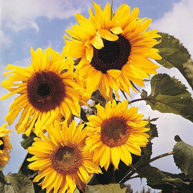 Schönes Sonnenblumenbild 15