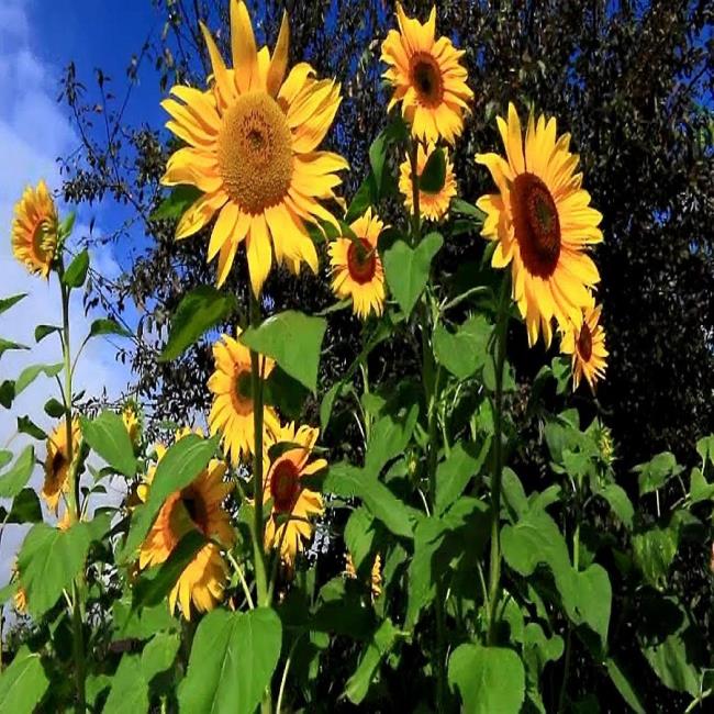 Schönes Sonnenblumenbild 16