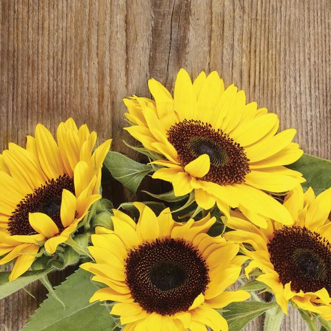 Beautiful sunflowers images 17