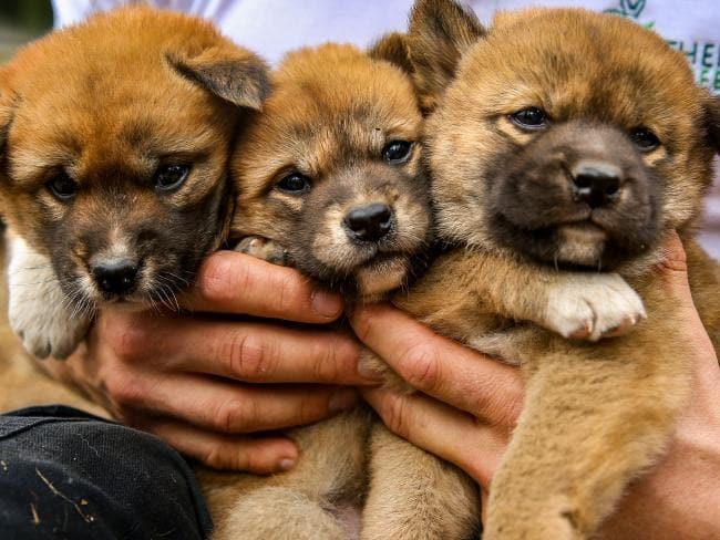 Collection of the most beautiful Indochina Dingo