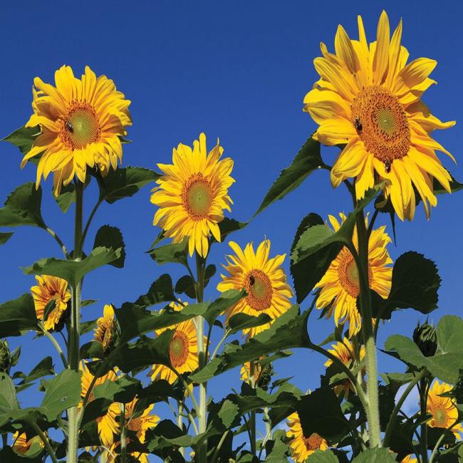 Gambar bunga matahari yang indah 20