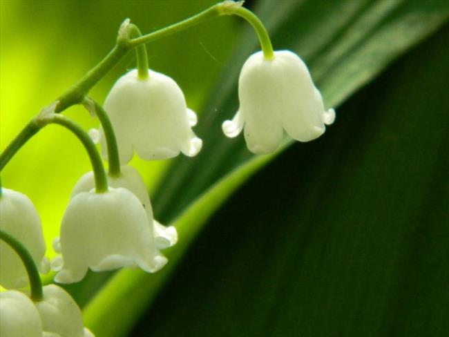 Resumen de las imágenes de bellísima orquídea bell