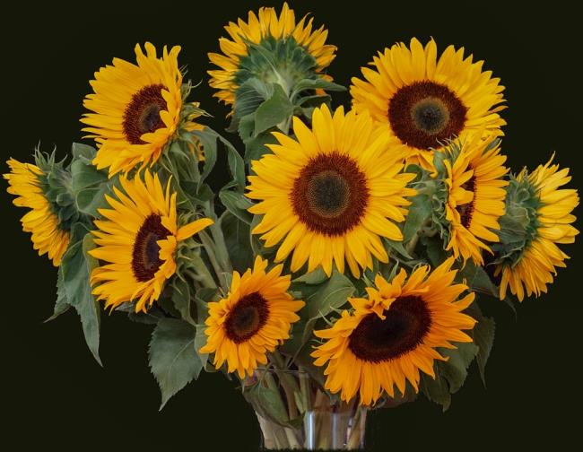 Buket bunga matahari yang indah 8