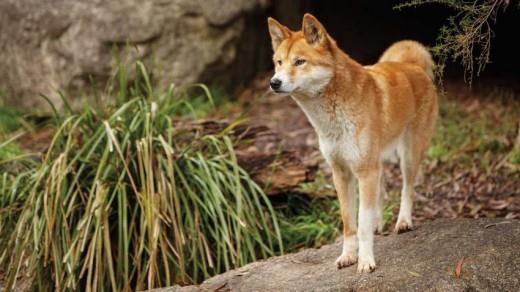 Colección del dingo Indochina más bello