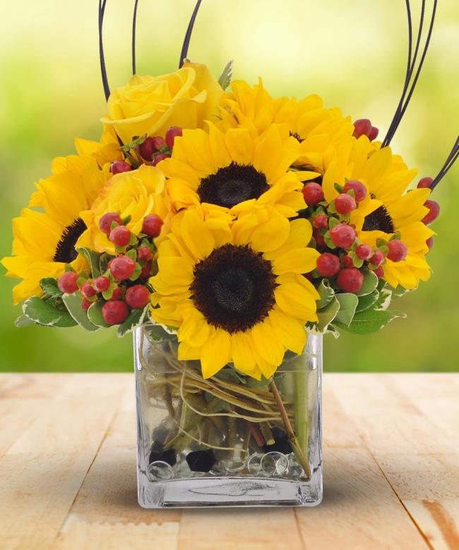20 wunderschöne Sonnenblumen