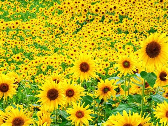 Sunflower garden 8