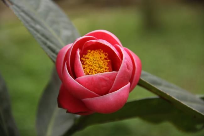 Belle image de fleur de bégonia 