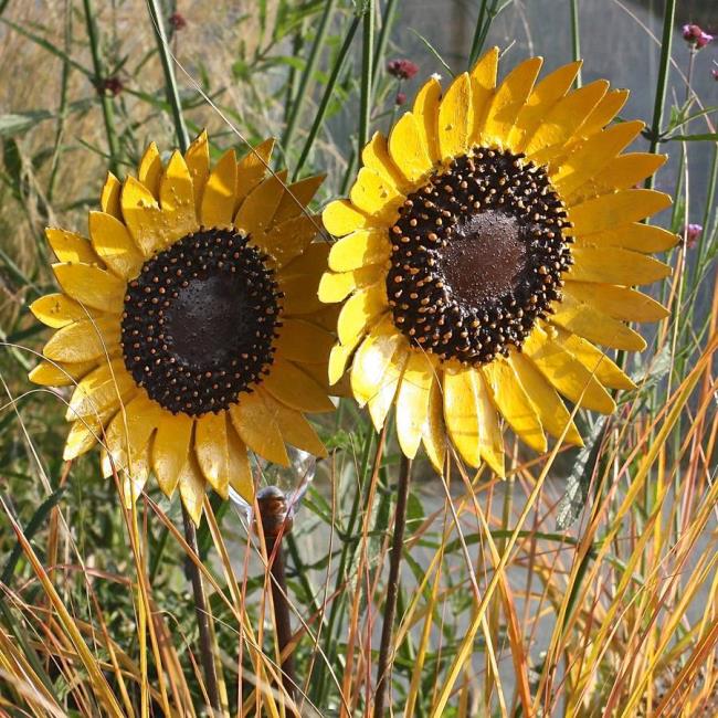 Sunflower garden 16