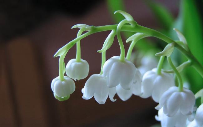 Résumé des plus belles images d'orchidées cloche