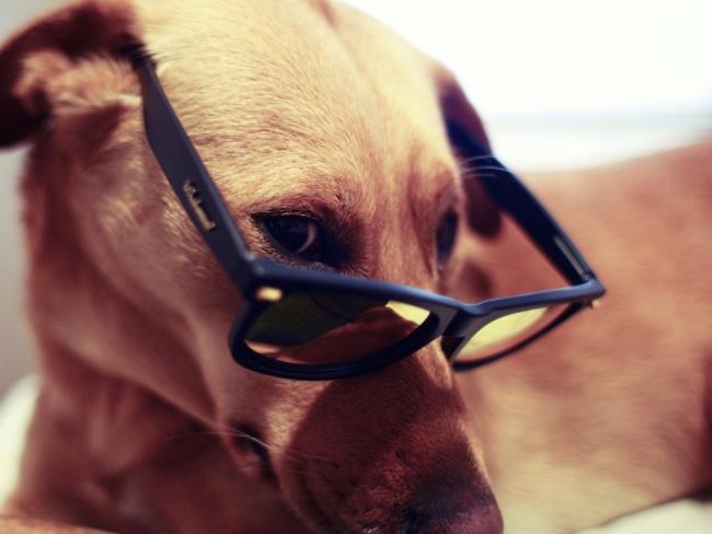 تصاویر توله سگ ناز به عنوان تصویر زمینه زیبا