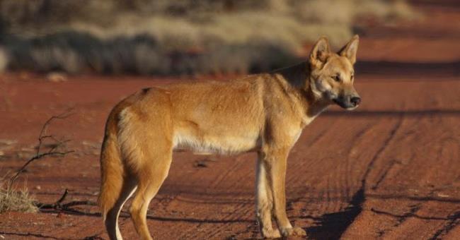 Sammlung des schönsten Indochina Dingo