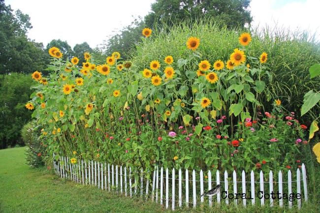 Taman bunga matahari yang luas 17