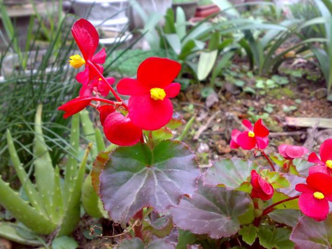 Imagem linda flor begônia 