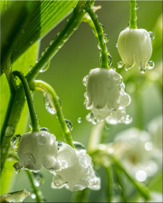 Zusammenfassung der schönsten Glockenorchideenbilder