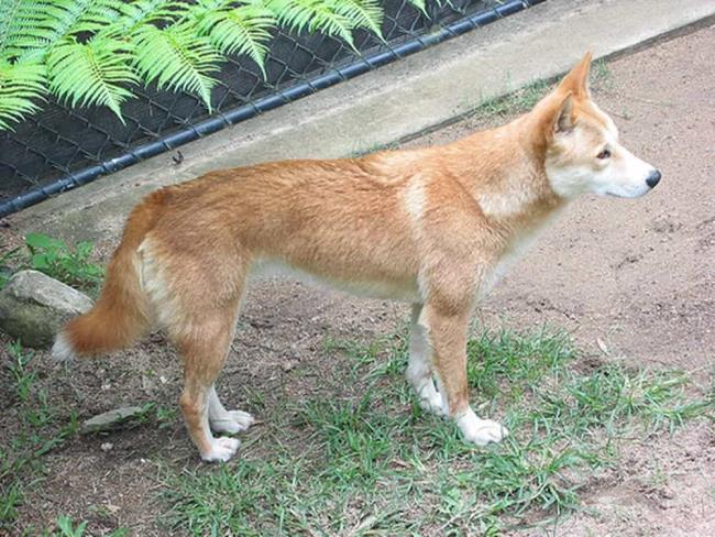 Colección del dingo Indochina más bello