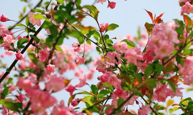 सुंदर भैंस के फूल की छवि 