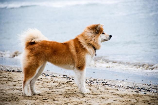 最も美しい秋田犬の画像のコレクション