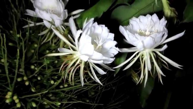 Красивые белые цветы quỳnh