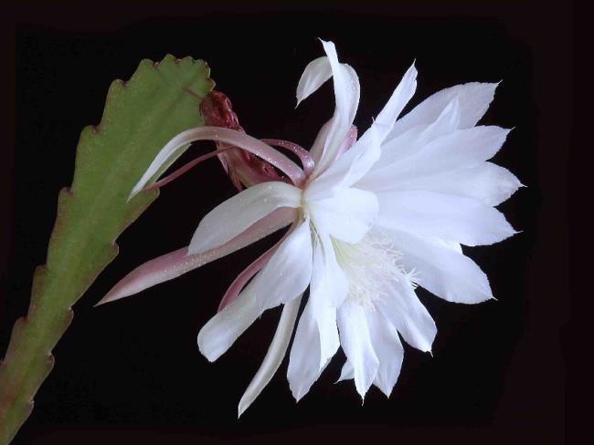 Beautiful white flowers quỳnh