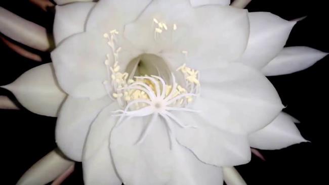 الزهور البيضاء الجميلة quỳnh