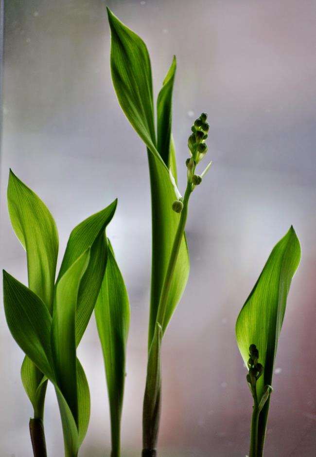 Resumo das mais belas imagens de orquídeas de sino