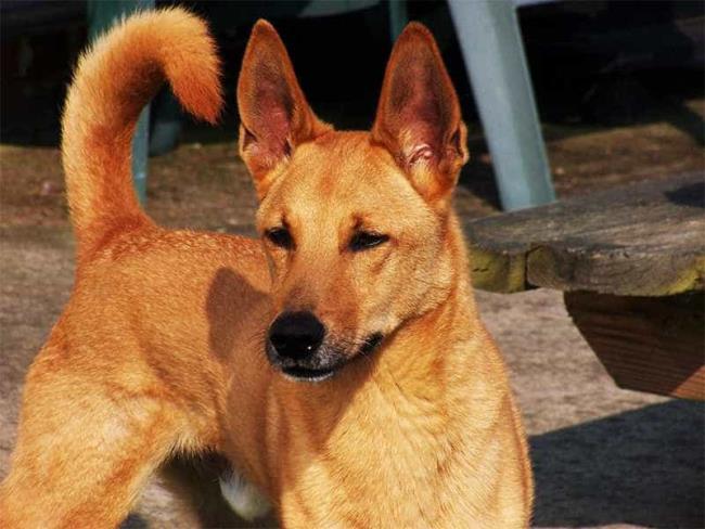 Collection des plus beaux Dingo d'Indochine