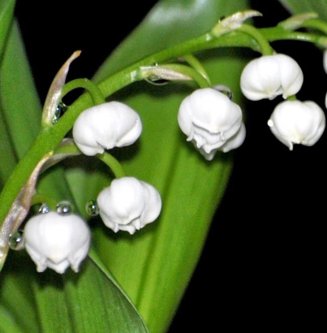 Résumé des plus belles images d'orchidées cloche