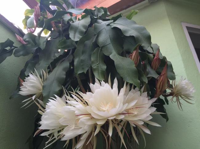 Bunga putih yang indah quỳnh