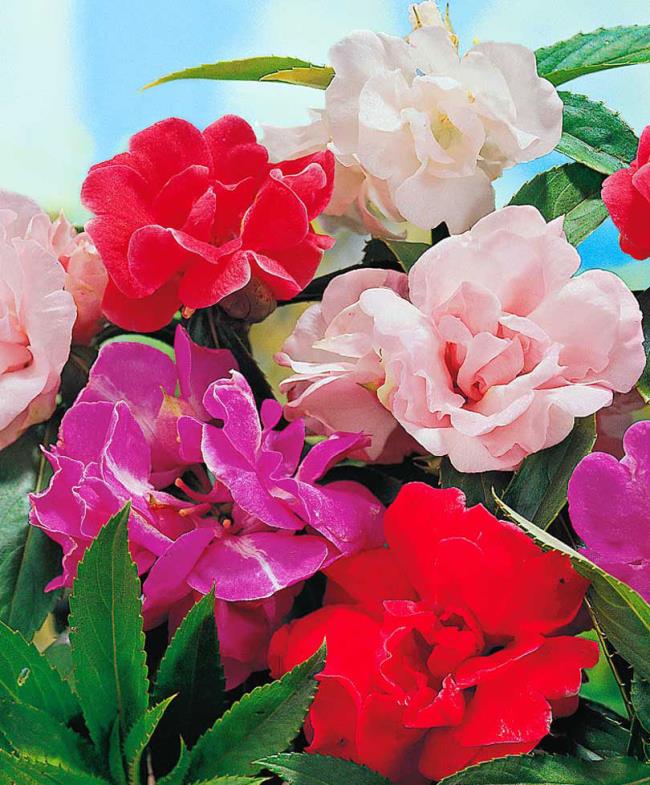 सबसे सुंदर जेड फूल चित्रों का संग्रह