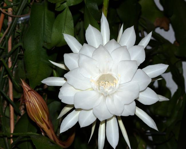 美しい白い花quỳnh