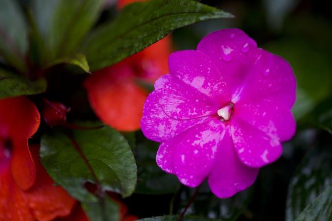 सबसे सुंदर जेड फूल चित्रों का संग्रह