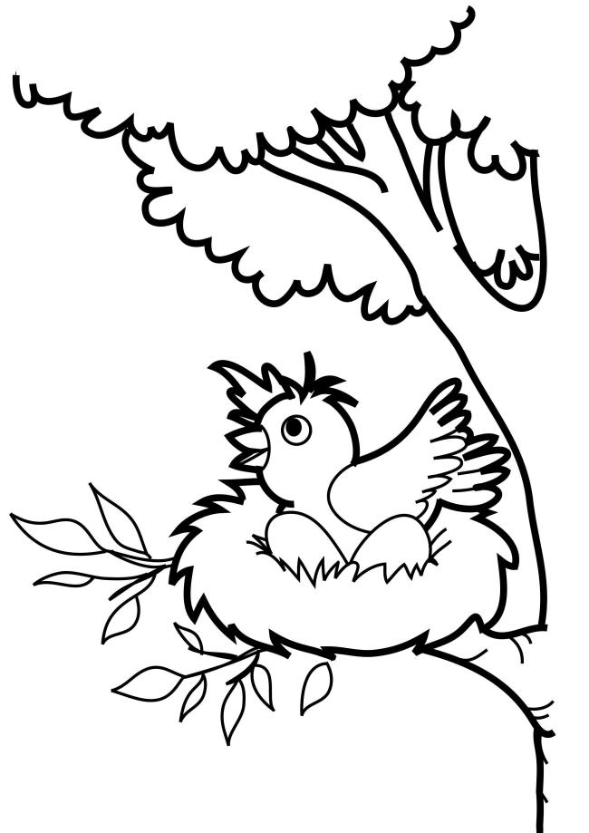 Collection of the most beautiful coloring pictures for baby birds