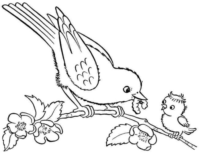 Collection of the most beautiful coloring pictures for baby birds