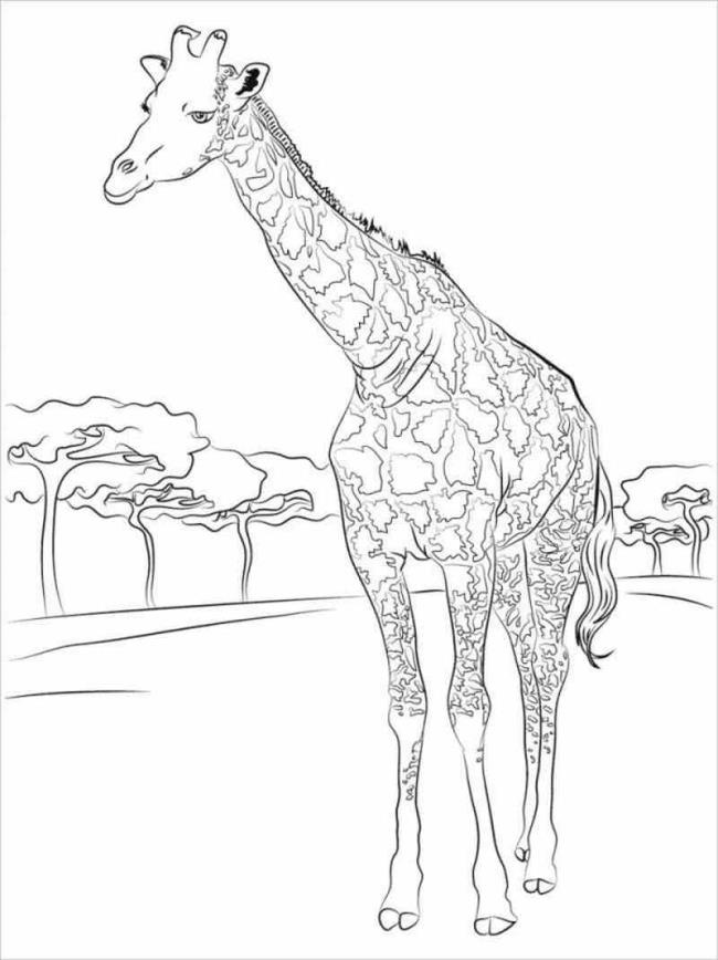 Colecția celor mai bune imagini de colorat cu girafă pentru copii