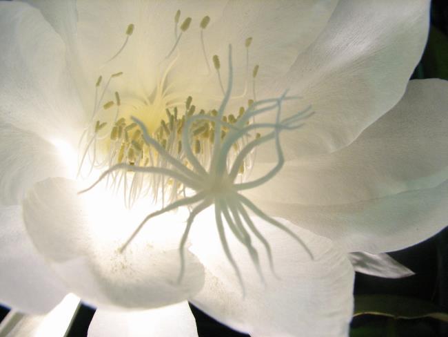 Schöne weiße Blumen quỳnh