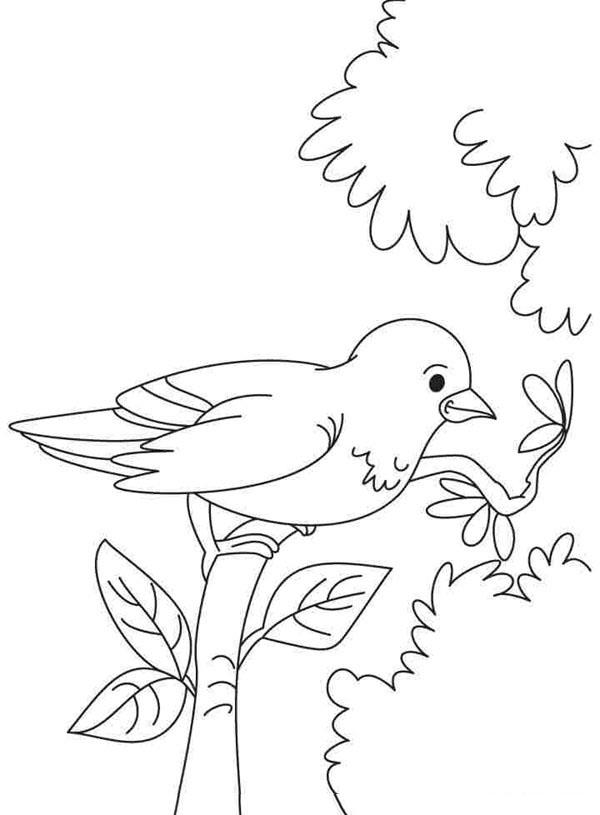 Collection of the most beautiful coloring pictures for baby birds