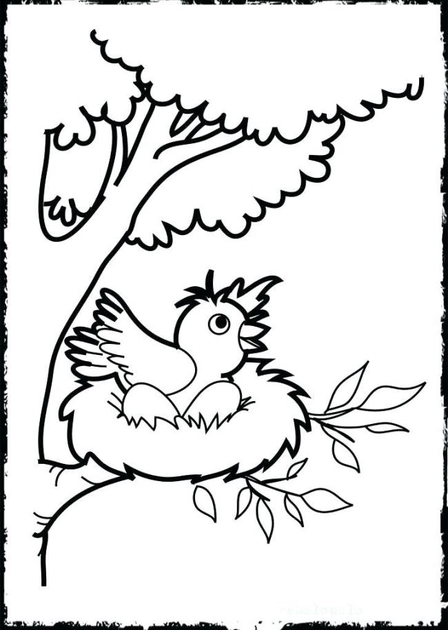 Collection of the most beautiful coloring pictures for baby birds