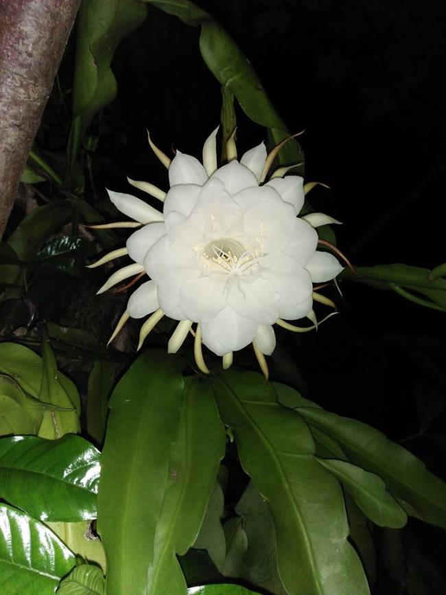 सुंदर सफेद फूल qu whitenh