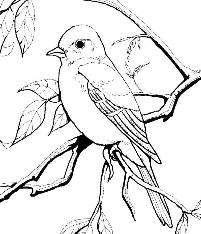 Collection of the most beautiful coloring pictures for baby birds