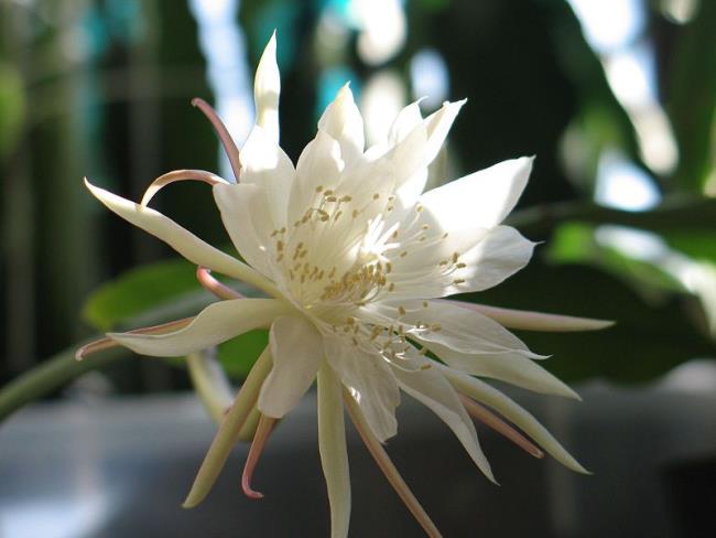 الزهور البيضاء الجميلة quỳnh