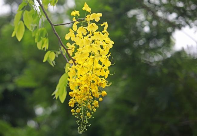 Kombinieren Sie Bilder der schönsten Kanarienblumen
