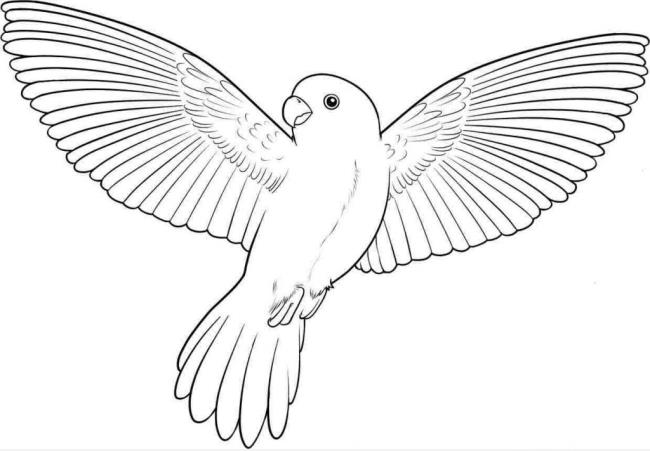 Collection of the most beautiful coloring pictures for baby birds