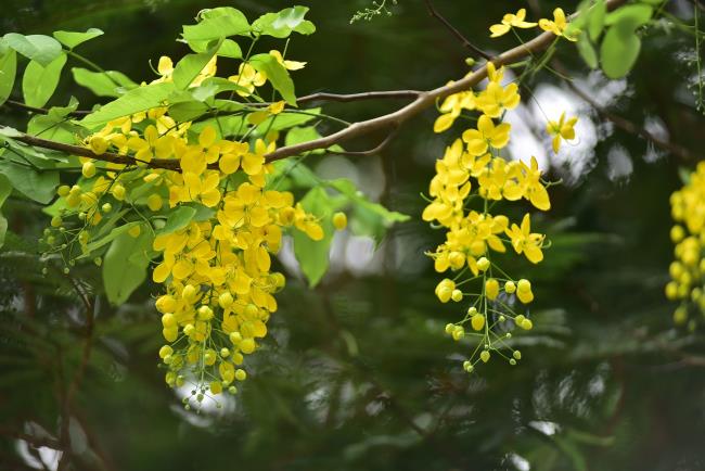 Combiner des images des plus belles fleurs de canaris