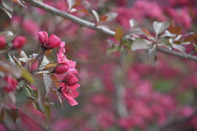 सुंदर भैंस के फूल की छवि 