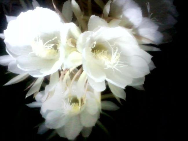 Красивые белые цветы quỳnh