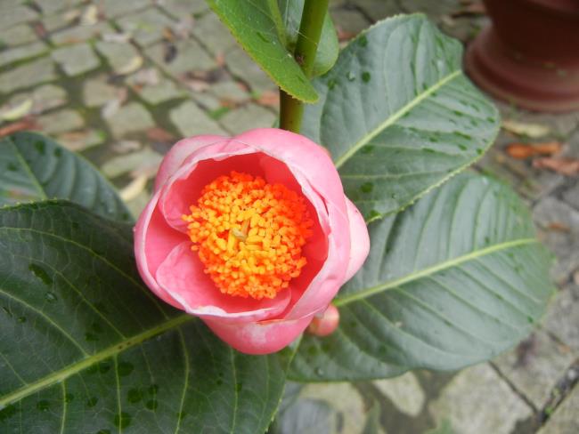 Imagem linda flor begônia 