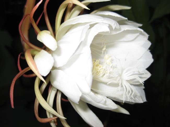美しい白い花quỳnh