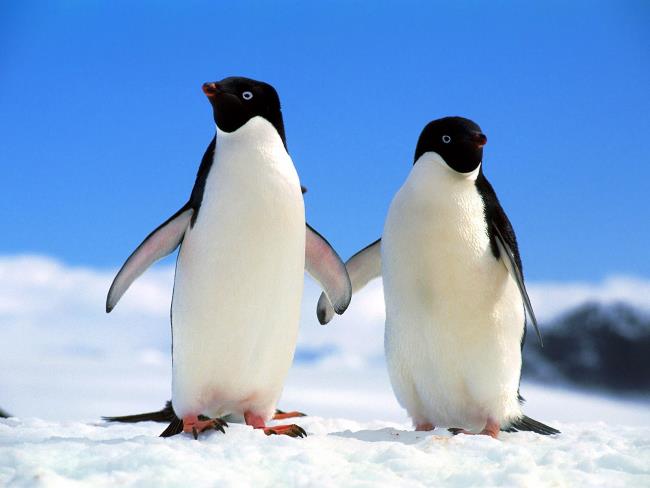 美しいかわいいペンギン画像集
