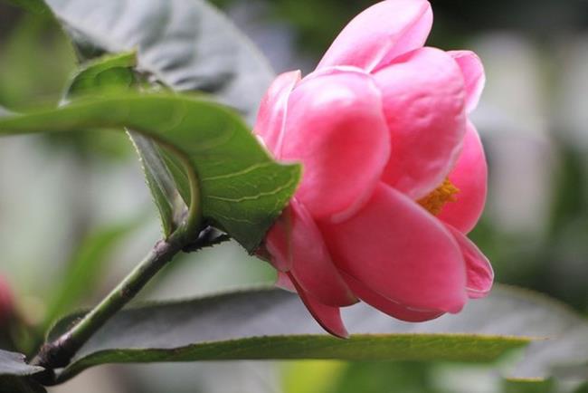 Belle image de fleur de bégonia 