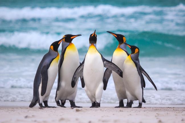 निःशुल्क सुंदर प्यारा पेंगुइन छवियों का संग्रह
